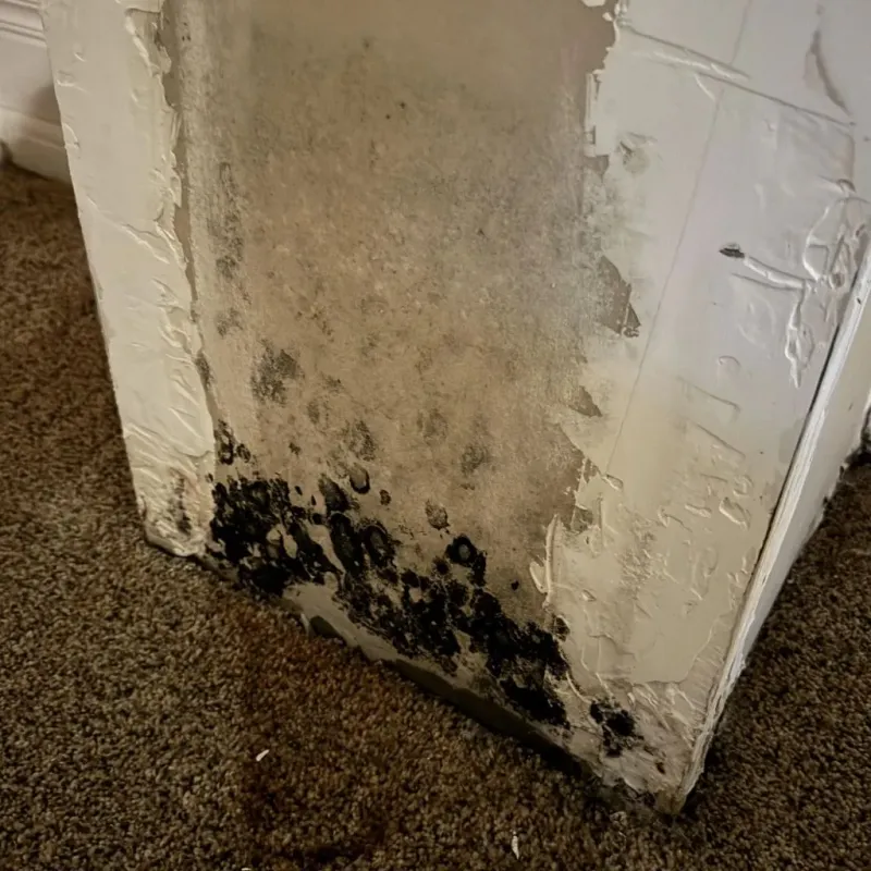 Professional Mold Removal in Hot Springs, SD